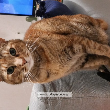 Photo de chat perdu à Bron