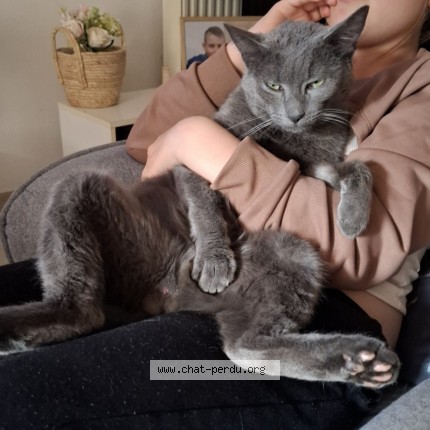 Photo 1/1 Grisouille Mamour Chat perdu à Beaucourt