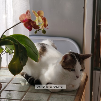 Photo 1/1 Chat retrouvé Perdu à Reims