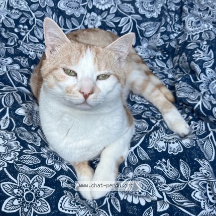 Photo 1/3 Kitty Chat perdu à Avion