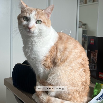 Photo 2/3 Kitty Chat perdu à Avion