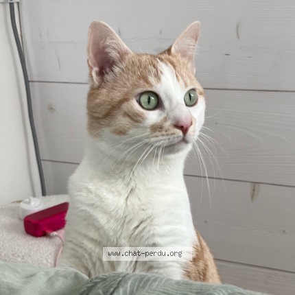 Photo 3/3 Kitty Chat perdu à Avion