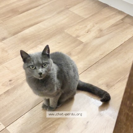 Photo 1/1 princesse Chat perdu à Leognan