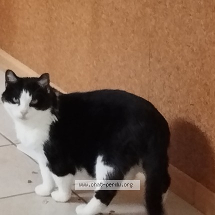 Photo 1/1 Misette Chat perdu à Neuves maisons