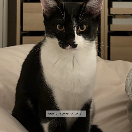 Photo 1/1 P&eacute;pito Chat perdu à Talence