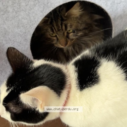 Photo 1/1 Chipie Chat perdu à Laversines