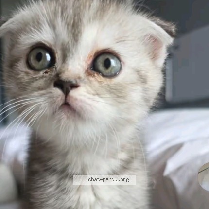Photo 1/1 Chat retrouvé Perdu à St chamond