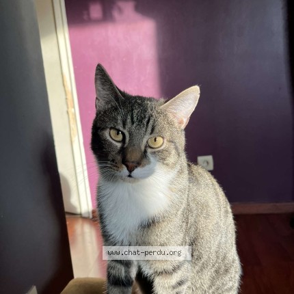 Photo 1/1 Flash Chat perdu à Mutzig