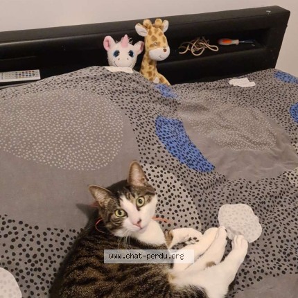 Photo de chat perdu à Reims