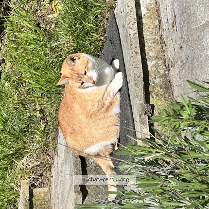 Photo de chat perdu à Mezy Sur Seine