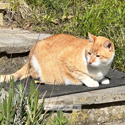 Photo 1/1 Mika Chat perdu à Mezy sur seine