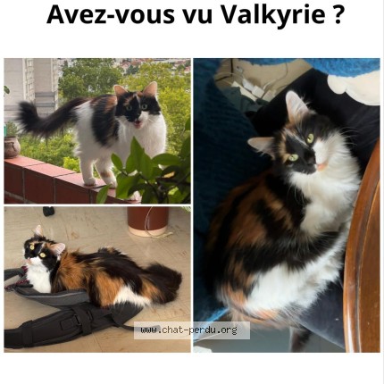 Photo de chat perdu à Rueil Malmaison