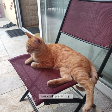 Photo de chat perdu à Igoville