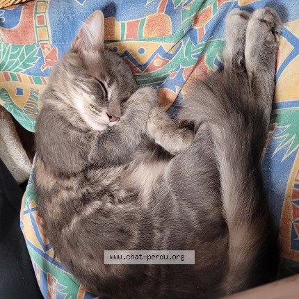 Photo de chat perdu à Montbouy