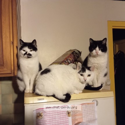 Photo 1/1 Sassy Chat perdu à Ploeuc l hermitage