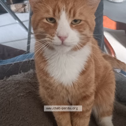 Photo de chat perdu à Saint Remeze