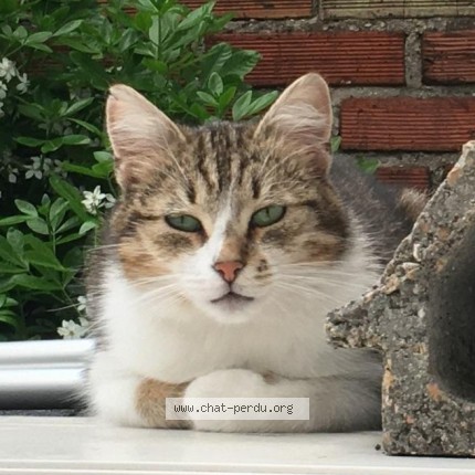 Photo de chat perdu à Bezons