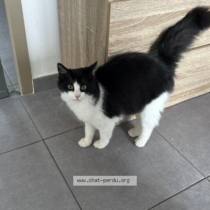 Photo de chat perdu à Sainte Marie La Mer