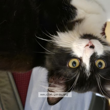 Photo de chat perdu à Allogny