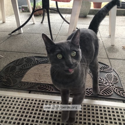 Photo de chat trouvé à Les Ponts De Ce