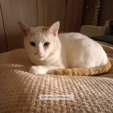 Photo de chat perdu à Les Pavillons Sous Bois