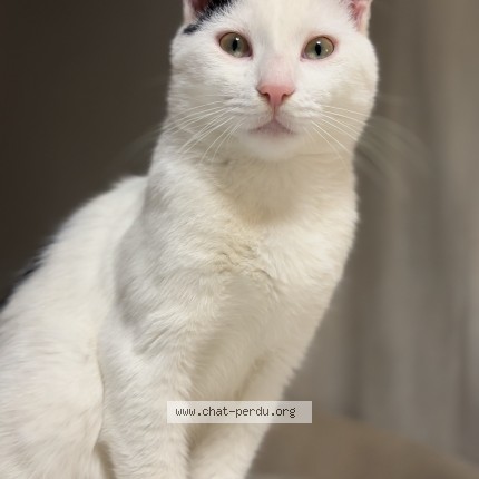 Photo de chat perdu à Toulouse