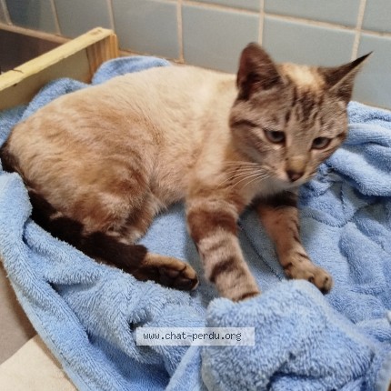 Photo de chat trouvé à Louvie Juzon