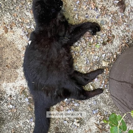 Photo 1/1 Chat trouvé Trouvé à Auxerre