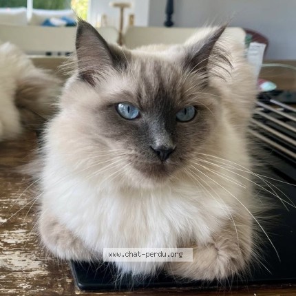 Photo de chat perdu à Bois Guillaume