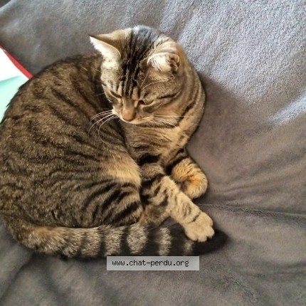 Photo de chat perdu à La Roche Sur Yon