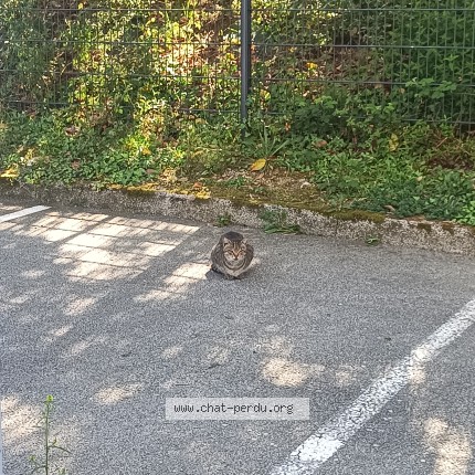 Photo de chat trouvé à Vannes
