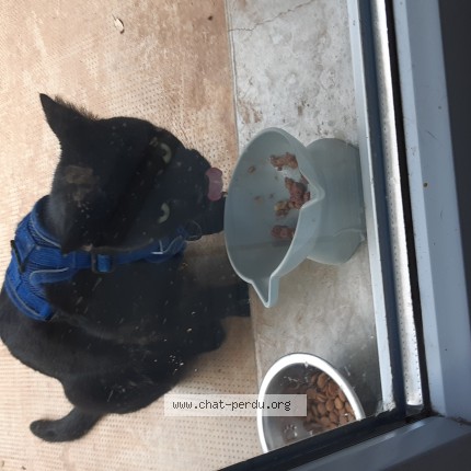 Photo 1/1 Chat trouvé Trouvé à Cahors