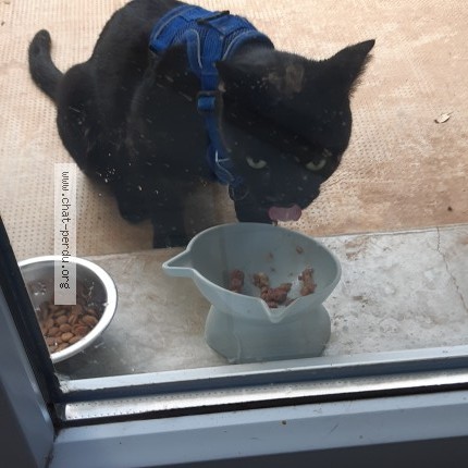 Photo 1/1 Chat trouvé Trouvé à Cahors