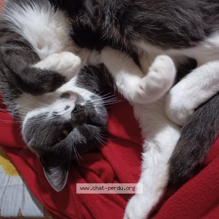 Photo de chat perdu à Saint Colombe