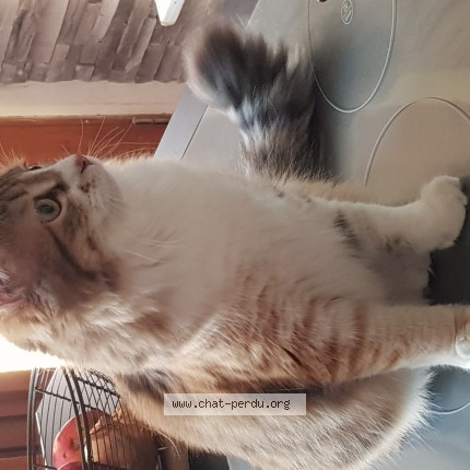 Photo de chat perdu à Berck