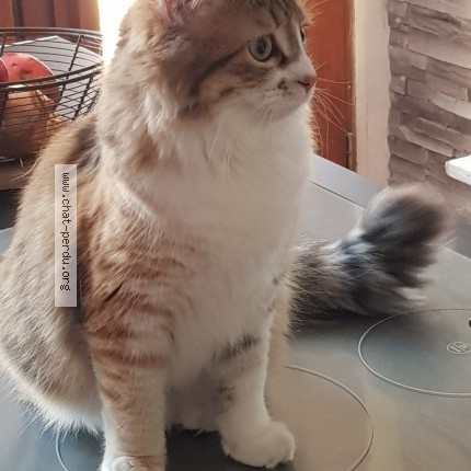 Photo 1/1 Chat retrouvé Perdu à Berck