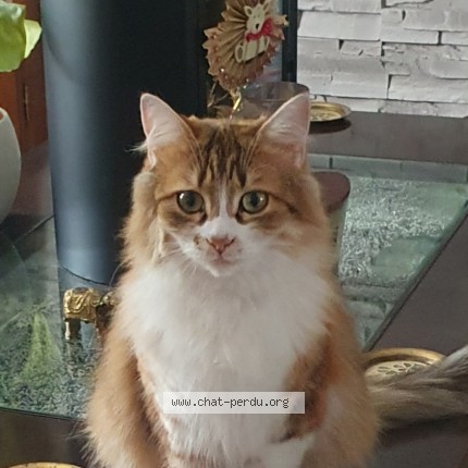 Photo de chat perdu à Berck