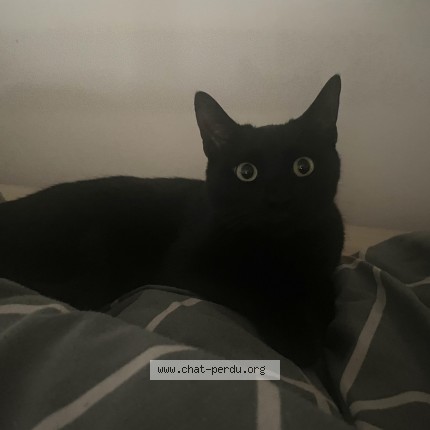 Photo 1/1 Chat trouvé Trouvé à Paris