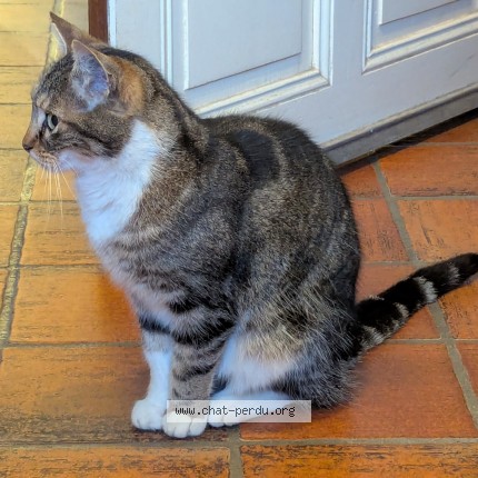 Photo de chat perdu à Saint Peray