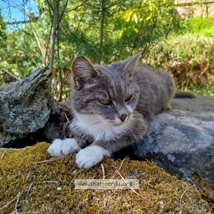 Photo 1/1 Chat trouvé Trouvé à Ammerschwihr