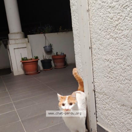 Photo de chat trouvé à Lille