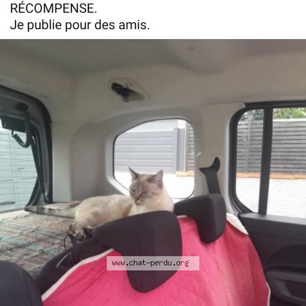 Photo 1/1 Iris Chat perdu à La cotiniere