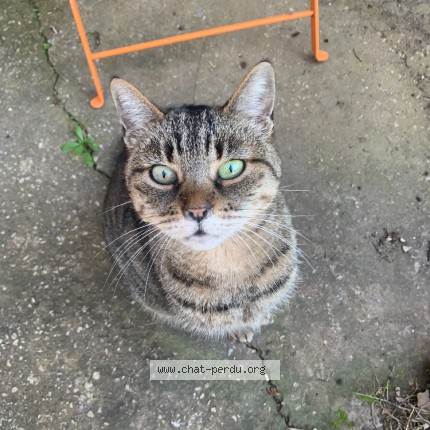 Photo 1/1 mimine Chat perdu à L isle sur la sorgue