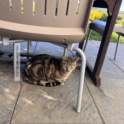 Photo de chat perdu à La Chevillotte