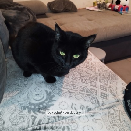 Photo 1/1 Nympho Chat perdu à Ghyvelde