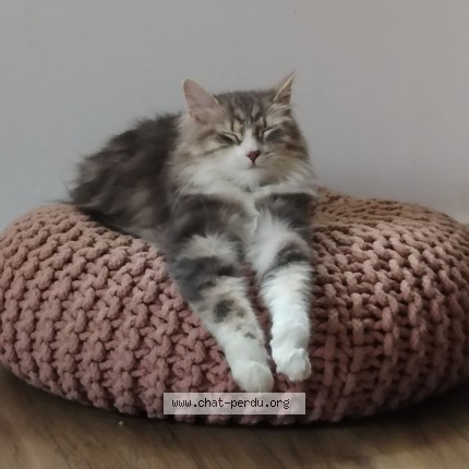 Photo 1/1 Mia Chat perdu à Ollioules