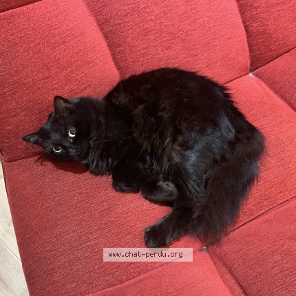 Photo 1/1 Kitten Chat perdu à Montpellier