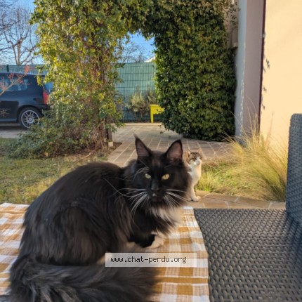 Photo 1/1 Sanka Chat perdu à Marolles en hurepoix 91630