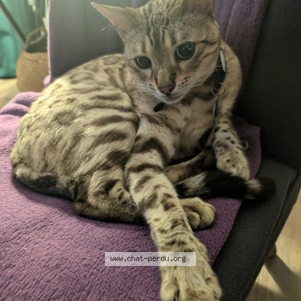 Photo 1/1 Sacko Chat perdu à Chatillon