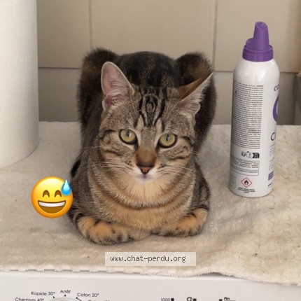 Photo 1/1 Chat retrouvé Perdu à Macon